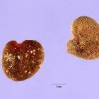 seeds of Sutherlandia frutescens